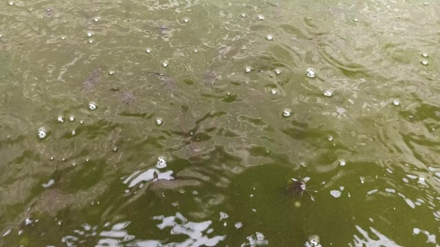 catfish breeding pond