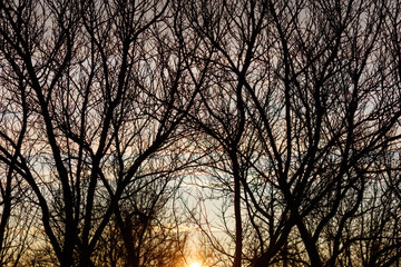 A forest with trees that are bare and have no leaves