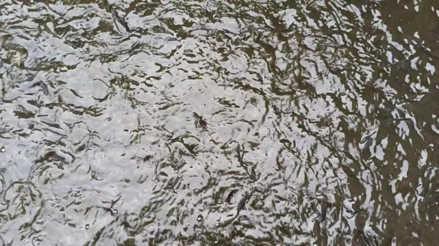 catfish breeding pond