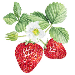 Strawberry Watercolor illustration, strawberry bushes with green leaves and white flowers