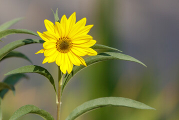 A yellow flower is in the foreground of a green background