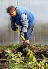 A woman is digging in a garden with a shovel