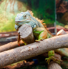 A green iguana is laying on a log in a terrarium
