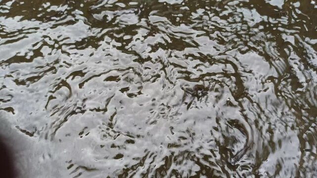 catfish breeding pond