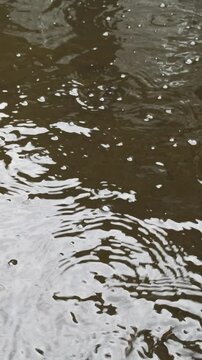 catfish breeding pond