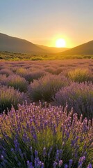 Sunlight shining through lavender fields during golden hour near a serene landscape