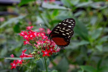 butterfly on flower