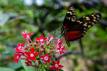 butterfly on flower