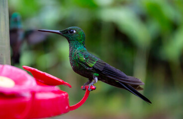 hummingbird feeding on a feeder