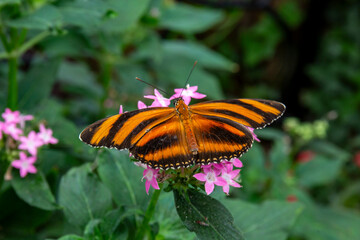 butterfly on flower