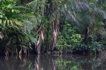 Obraz premium tree in the water