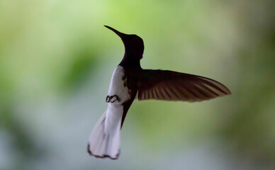 Humming bird hovering