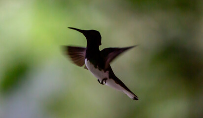 hummingbird in flight