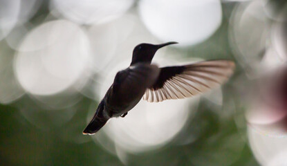 Humming bird hovering