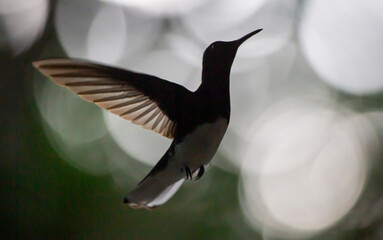 Humming bird hovering