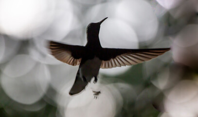 Humming bird hovering