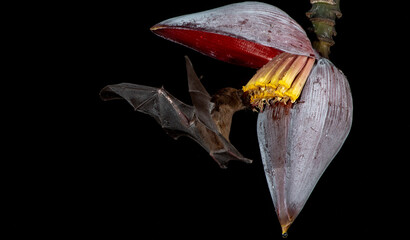 Orange nectar bat © Raphael