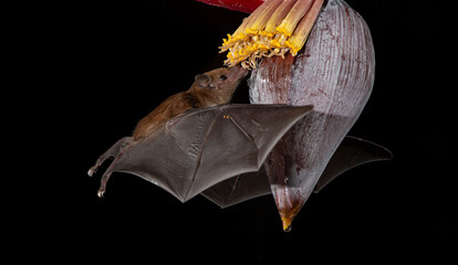 Orange nectar bat © Raphael