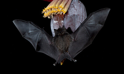 Orange nectar bat © Raphael