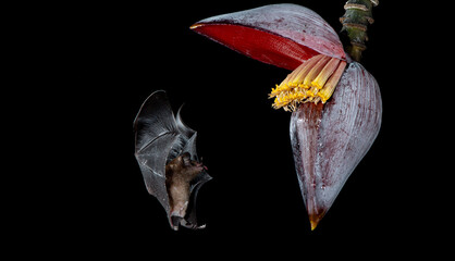 Orange nectar bat © Raphael