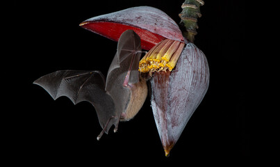 Orange nectar bat © Raphael
