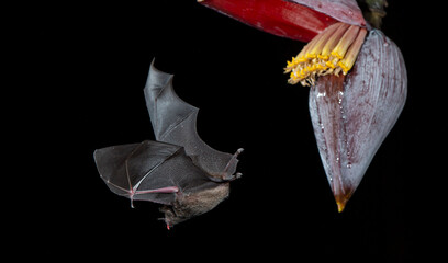 Orange nectar bat © Raphael