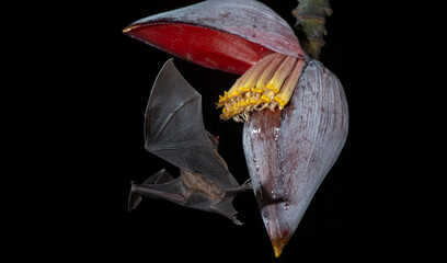 Orange nectar bat © Raphael