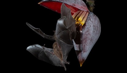 Orange nectar bat © Raphael