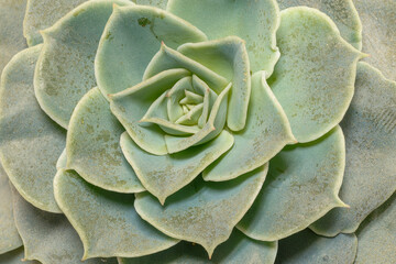 Obraz premium Close-up of the rosette of a Sempervivum succulent plant.