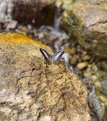 butterfly on the rock