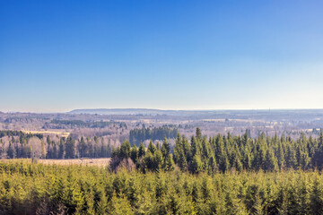 Beautiful view of a forest landscape on a sunny spring day