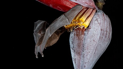 Orange nectar bat © Raphael