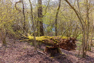 Moss covered fallen tree in a forest a sunny spring day