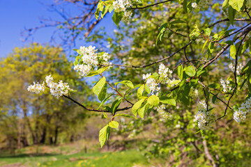 Bird cherry tree branch in bloom in a beautiful spring landscape