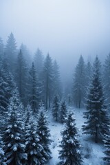 snowy trees in a forest with a foggy sky