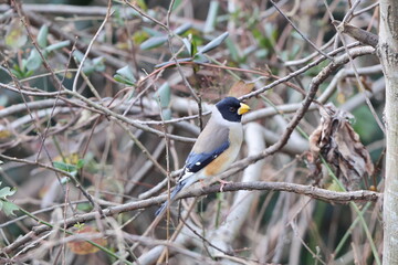 The Chinese grosbeak, yellow-billed grosbeak, or black-tailed hawfinch (Eophona migratoria) is a species of finch in the family Fringillidae. This photo was taken in Japan.