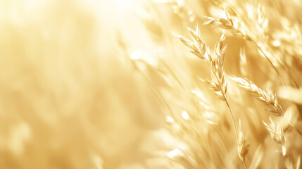 close-up photo of wheat ears with free space for text. golden wheat field in summer