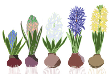 カラフルなヒヤシンスのイラスト