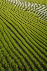 arafed view of a field of green grass with a person walking in the distance