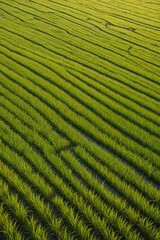 arafed view of a field of green grass with a person walking in the distance