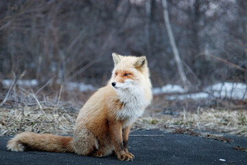 red fox vulpes