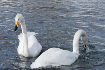 swans on the lake