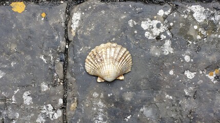 Seashell on Weathered Stone Pavement Texture
