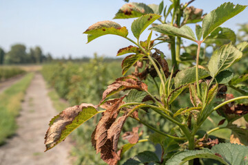 Obraz premium Dried and damaged leaves on plants in field, showing environmental impact