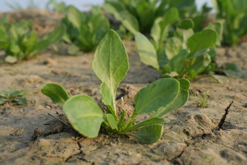 Spinach, Harvested  fresh spinach on the soil, space for text. Agricultural industry food concept, healthy eating, Rows of green spinach on a field