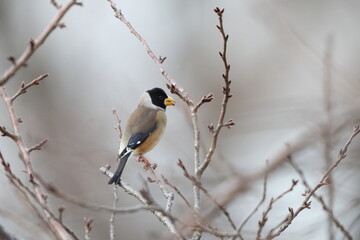 The Chinese grosbeak, yellow-billed grosbeak, or black-tailed hawfinch (Eophona migratoria) is a species of finch in the family Fringillidae. This photo was taken in Japan.