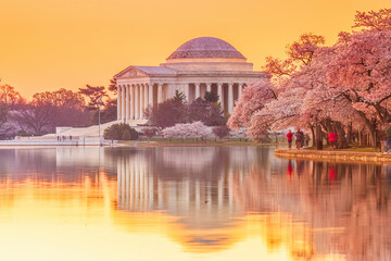 The Jefferson Memorial during the Cherry Blossom Festival in Washington, DC