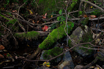 Fototapeta premium moss on the tree