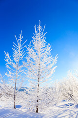 trees with hoarfrost and blue sky