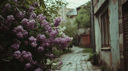 A quaint alleyway with blooming lilacs and rustic architecture, evoking a nostalgic charm of a quiet village morning.